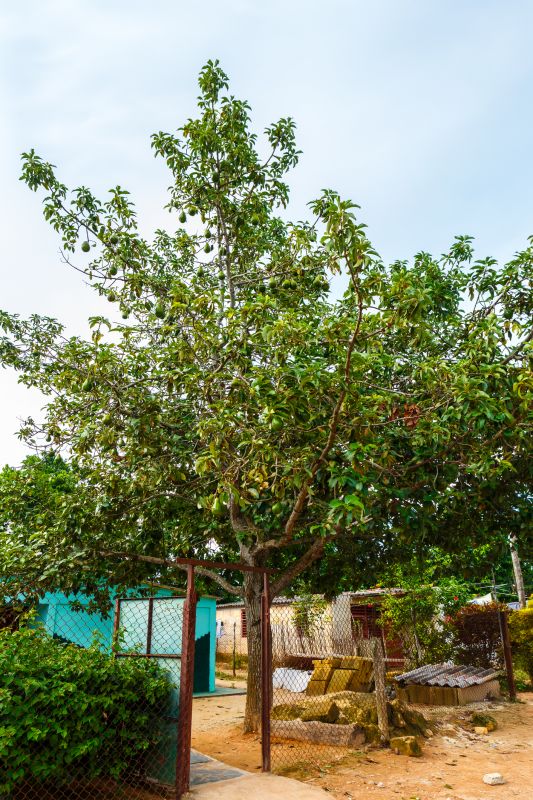 Avocado Tree Grooming Service