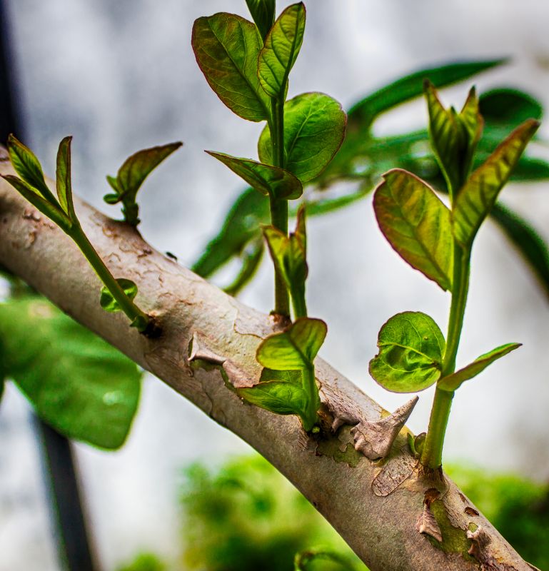 Avocado Tree Grooming