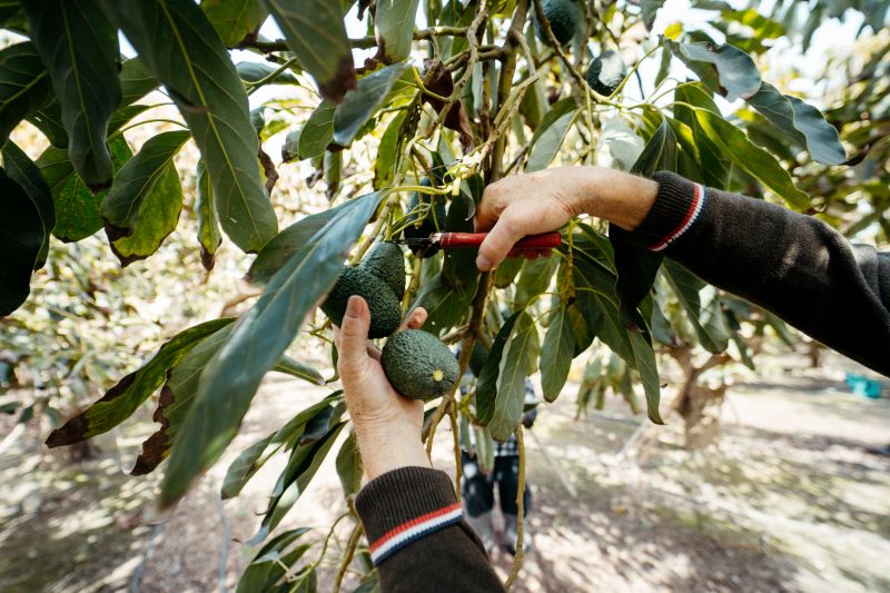 Avocado Tree Grooming