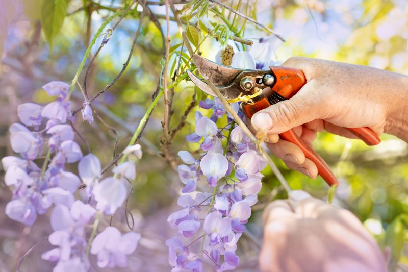Azalea Pruning in Rockwall, TX
