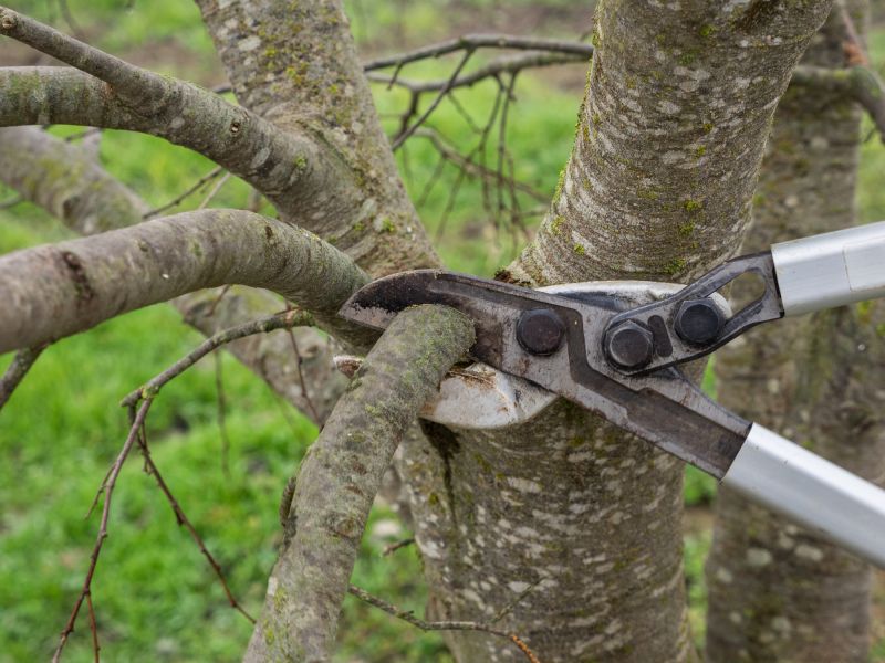 Birch Tree Pruning in Allentown, PA