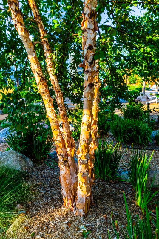 Birch Tree Pruning in Aiken, SC