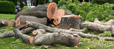 Birch Tree Removal in Montgomery County, PA
