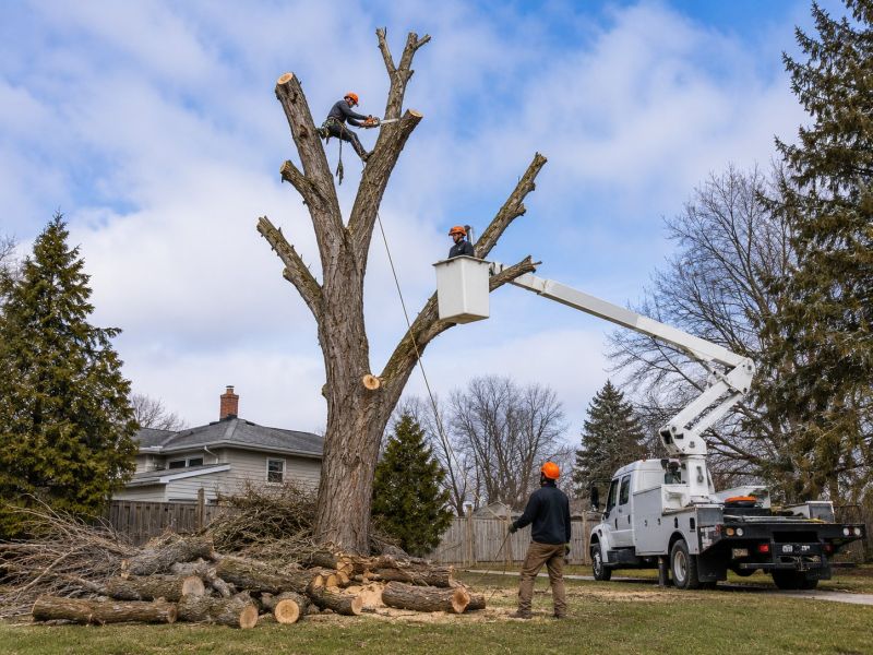 Birch Tree Removal in San Jose, CA