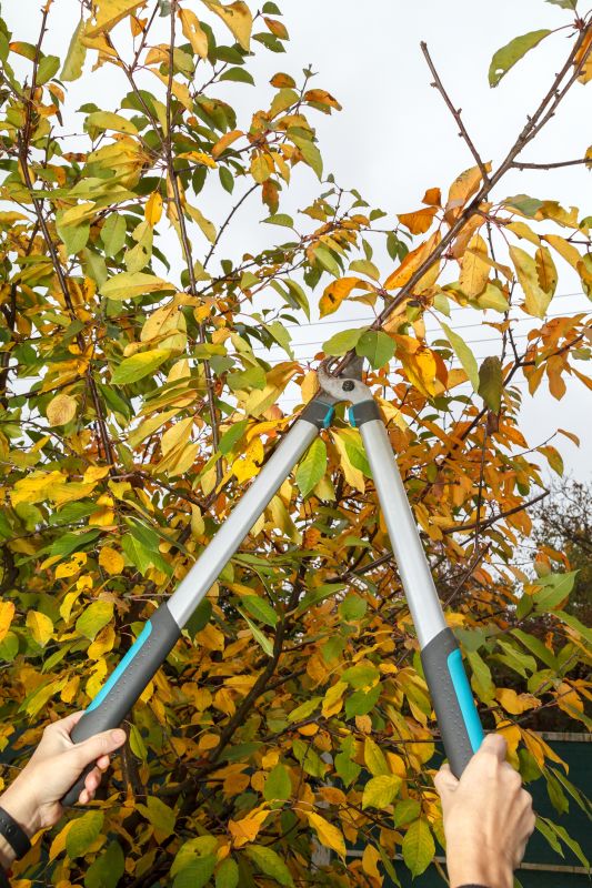 Branches Pruning in Aiken, SC