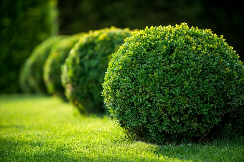 Bush Trimming Service in Aiken, SC
