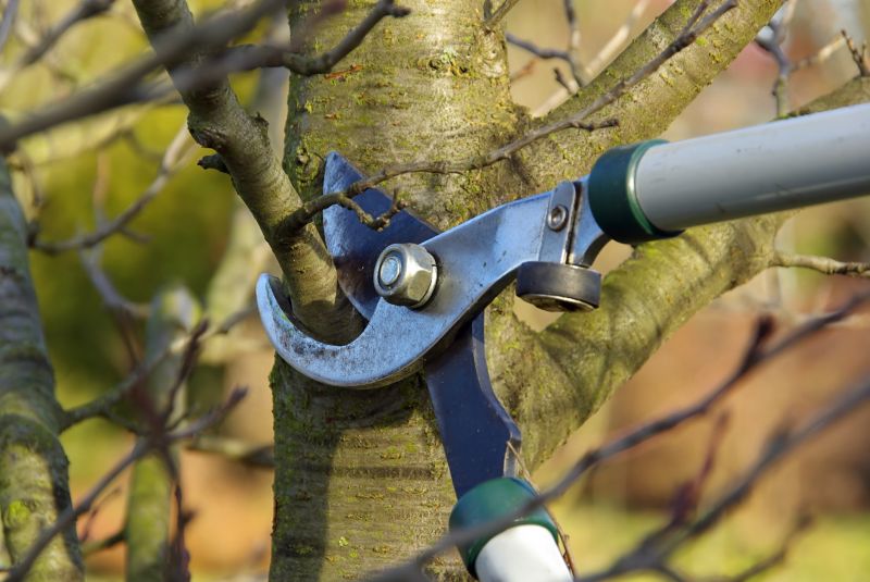 Cedar Tree Pruning in Doylestown, PA