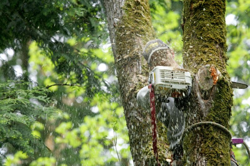 Commercial Tree Service in Aiken, SC