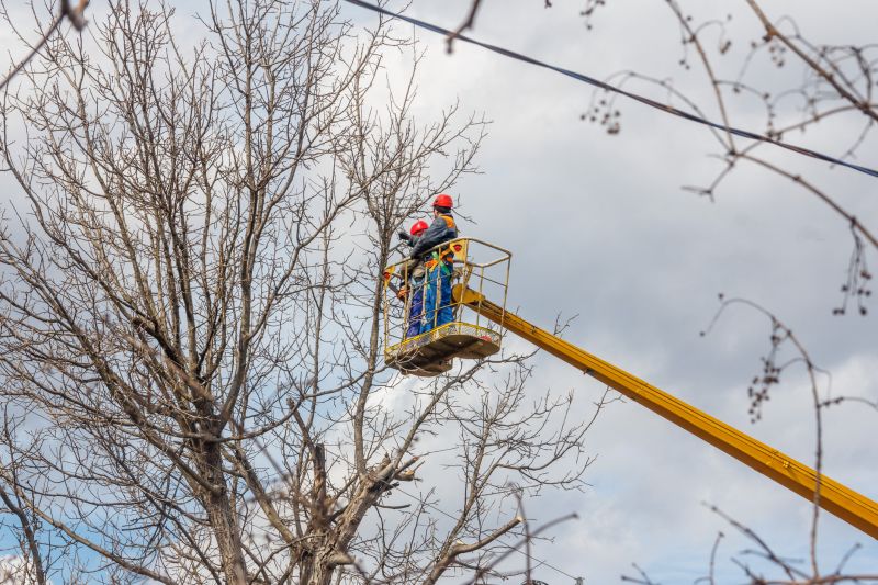 Commercial Tree Trimming in Doylestown, PA