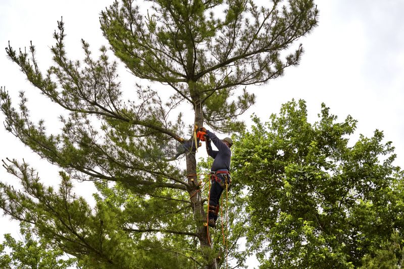 Cypress Tree Removal in Bucks County, PA