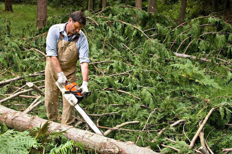 Cypress Tree Removal in San Jose, CA