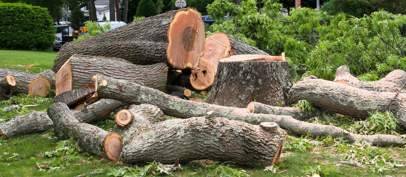 Cypress Tree Removal in San Jose, CA