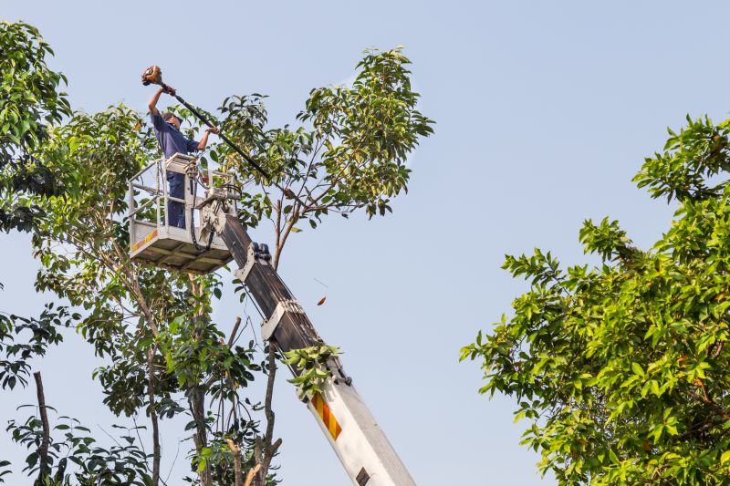 Cypress Tree Trimming in Doylestown, PA