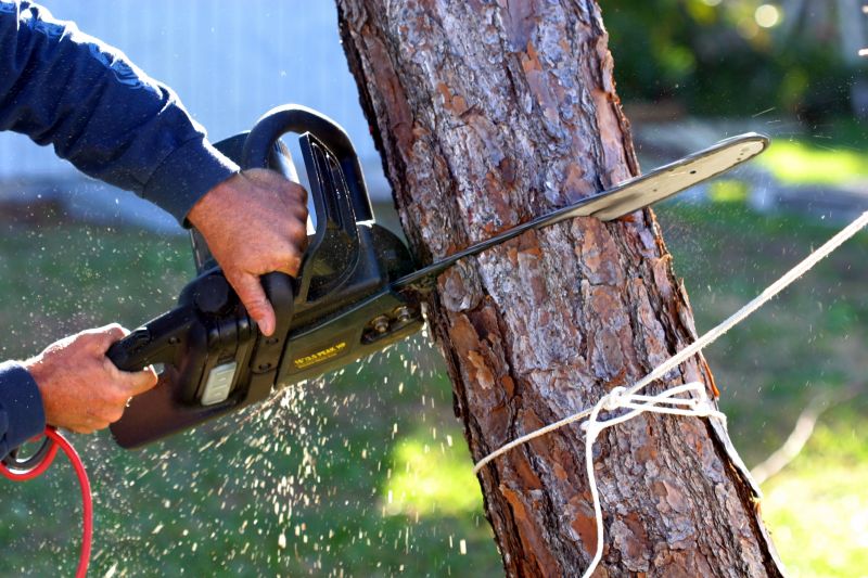 Dogwood Tree Removal in Bucks County, PA