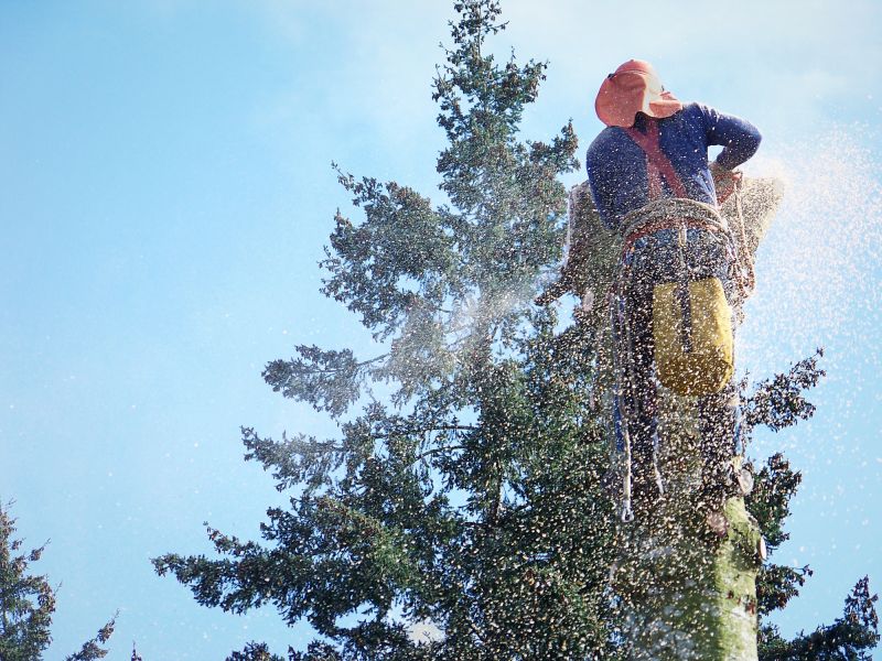 Emergency Tree Removal in Pottstown, PA