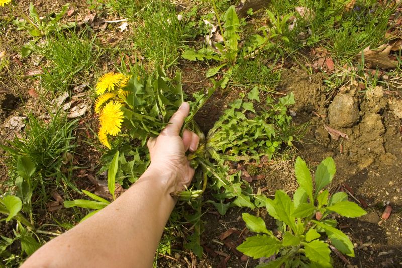 Flower Bed Weeding Service in Honolulu, HI