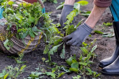 Flower Bed Weeding Service in Honolulu, HI
