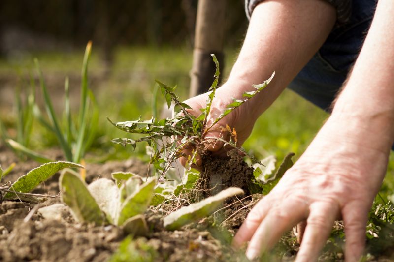 Garden Deweeding in Honolulu, HI
