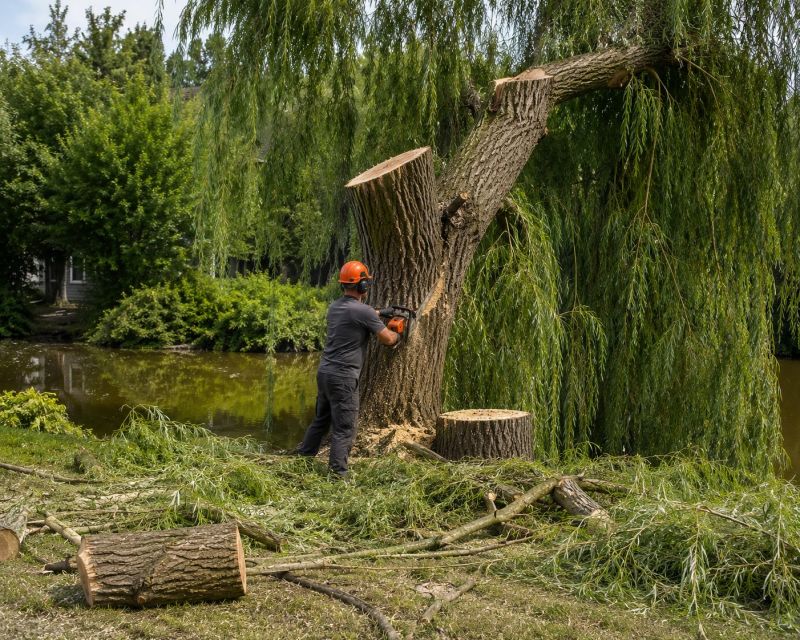 Hickory Tree Removal in San Jose, CA