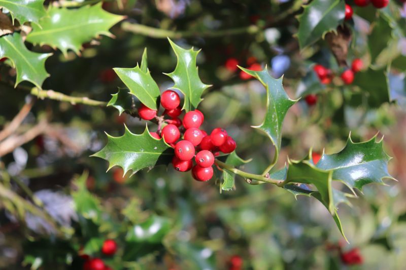 Holly Bushes Trimming in Aiken, SC