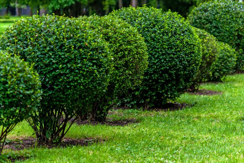 Landscape Pruning Service in Rockwall, TX