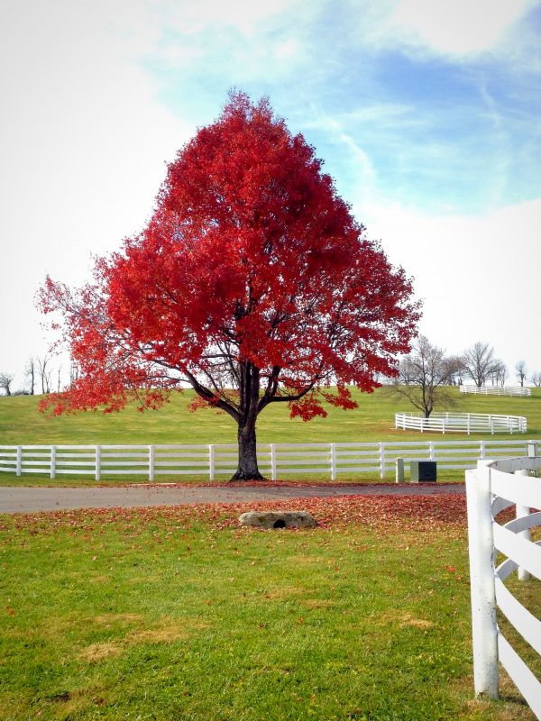 Maple Tree Pruning in Allentown, PA