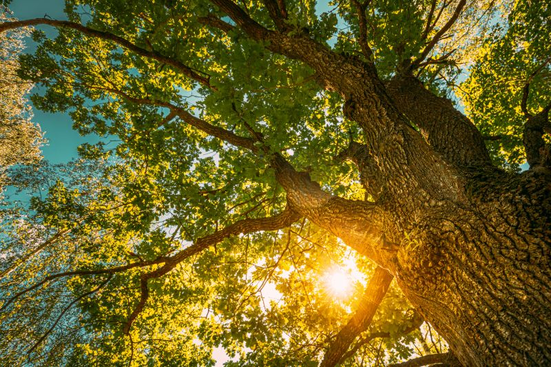 Oak Tree Pruning in Allentown, PA