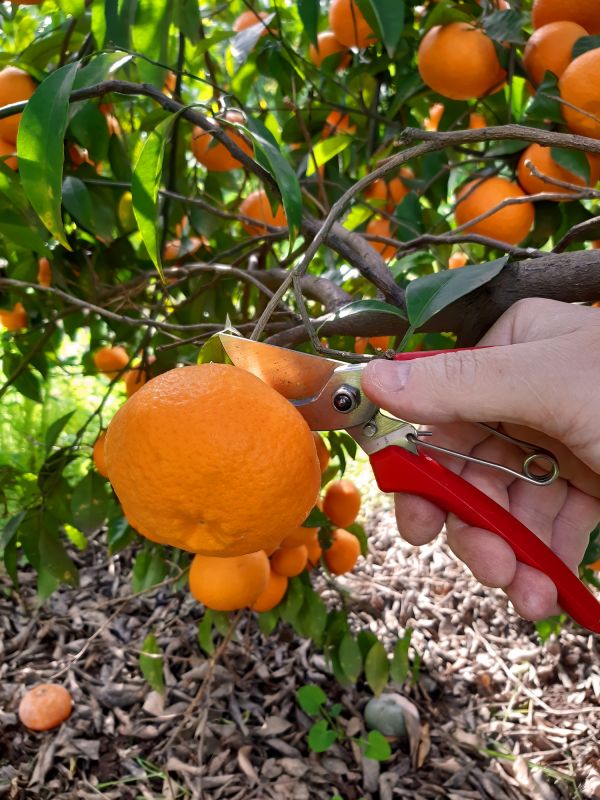 Orchard Tree Pruning in Allentown, PA