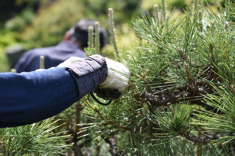 Pear Tree Pruning in San Jose, CA