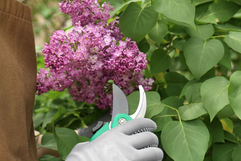 Rhododendron Pruning in Ventura County, CA