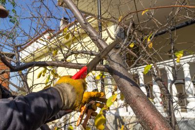 River Birch Trimming in Reno, NV