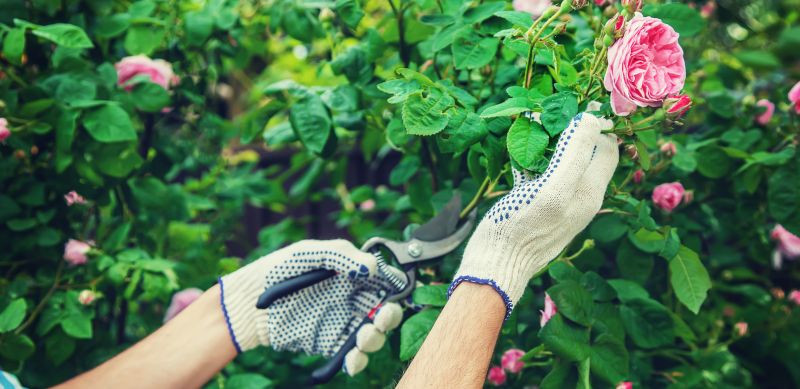 Shrub Shaping in Ventura County, CA