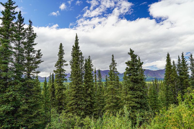 Spruce Tree Removal in Aiken, SC