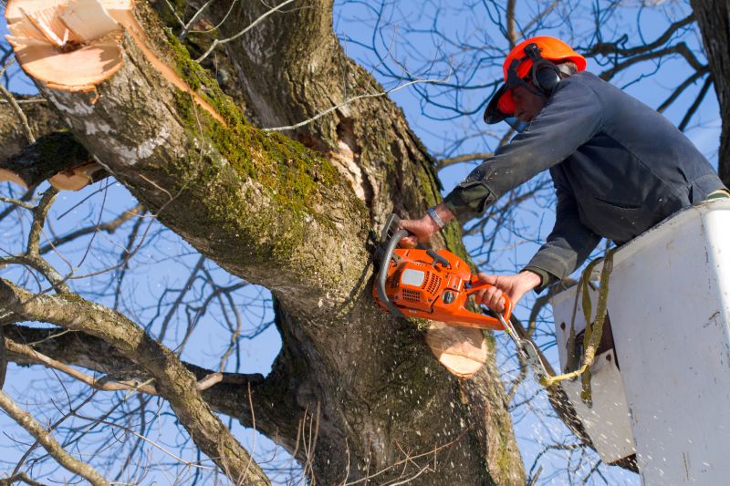 Spruce Tree Removal in Aiken, SC