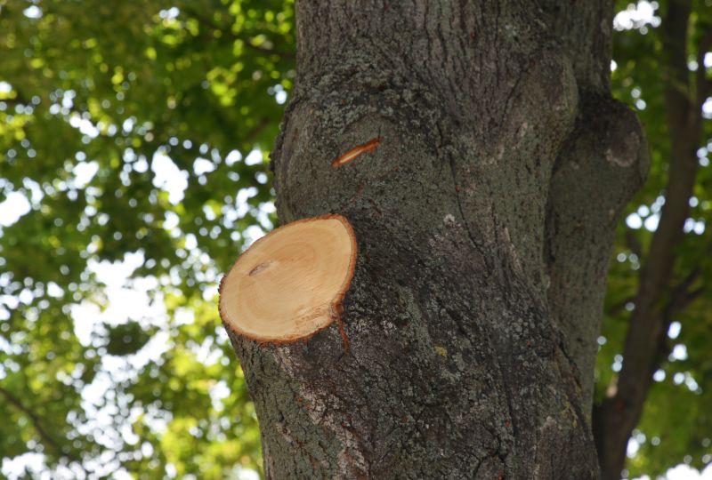 Tree Canopy Thinning in Pottstown, PA