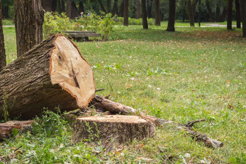 Tree Removal Service in Allentown, PA