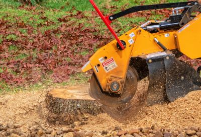 Tree Root Grinding in Aiken, SC