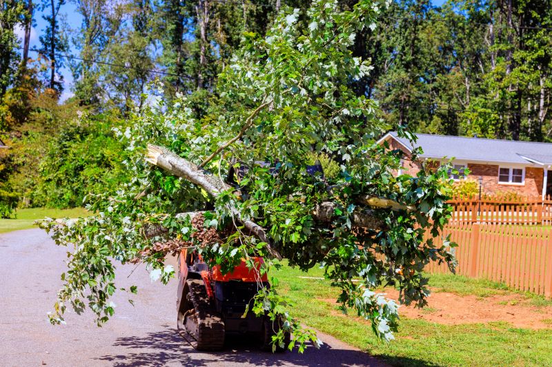 Tree Service in Doylestown, PA