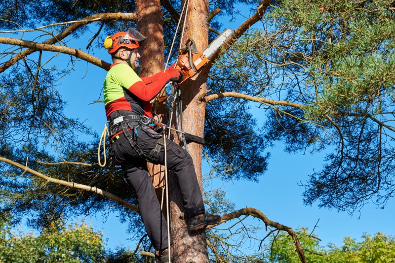 Tree Service in Aiken, SC