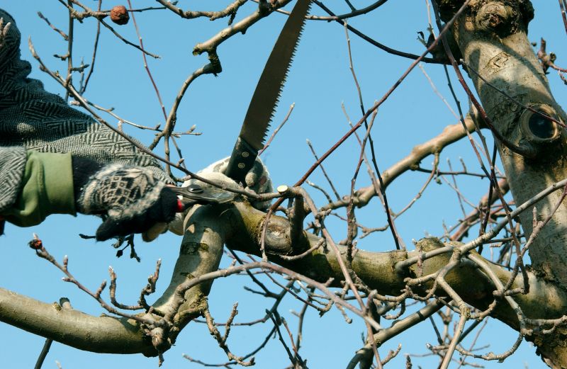 Tree Shearing in Allentown, PA
