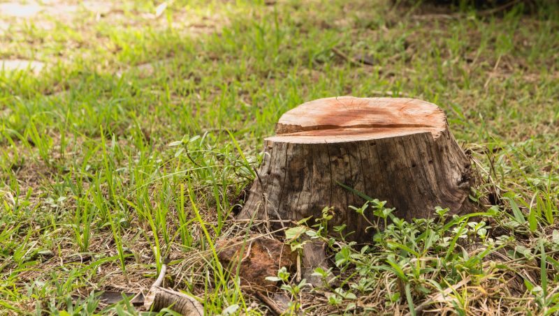 Tree Stump Removal in Waldorf, MD