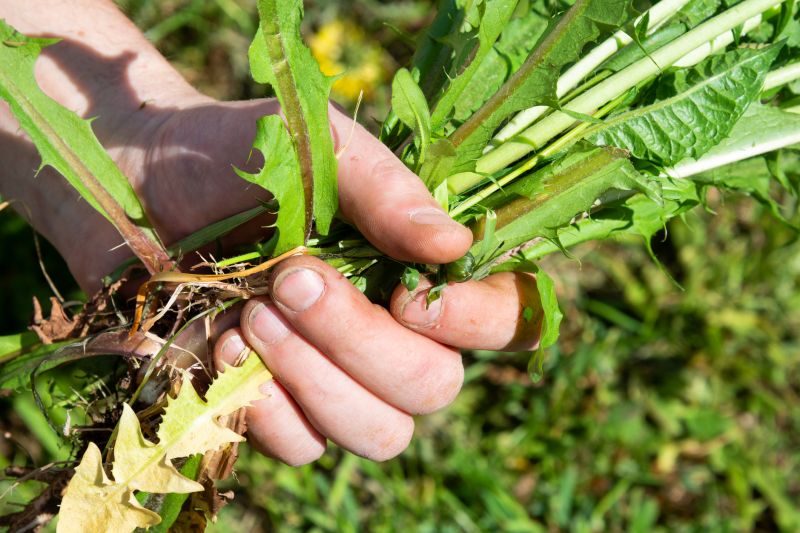 Weeding Service in Ventura County, CA