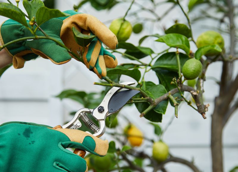 Optimal Pruning Periods