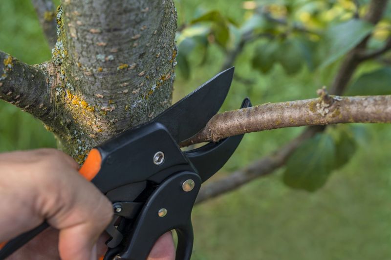 Willow Tree Removal in Bucks County, PA