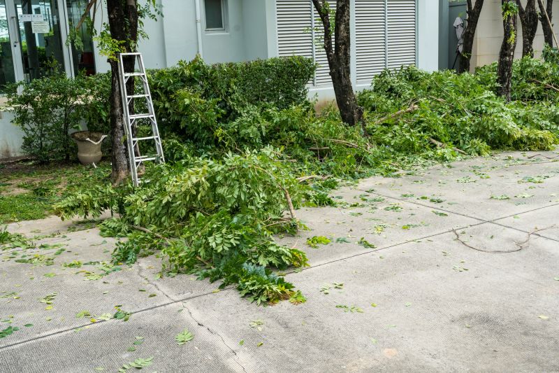 Willow Tree Removal in Aiken, SC